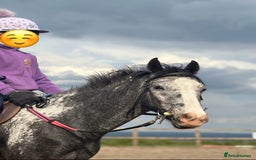 Riding pony horses for sale: Lula - 4yrs 12.2hh (still bum high) in Chesterfield - Image 6