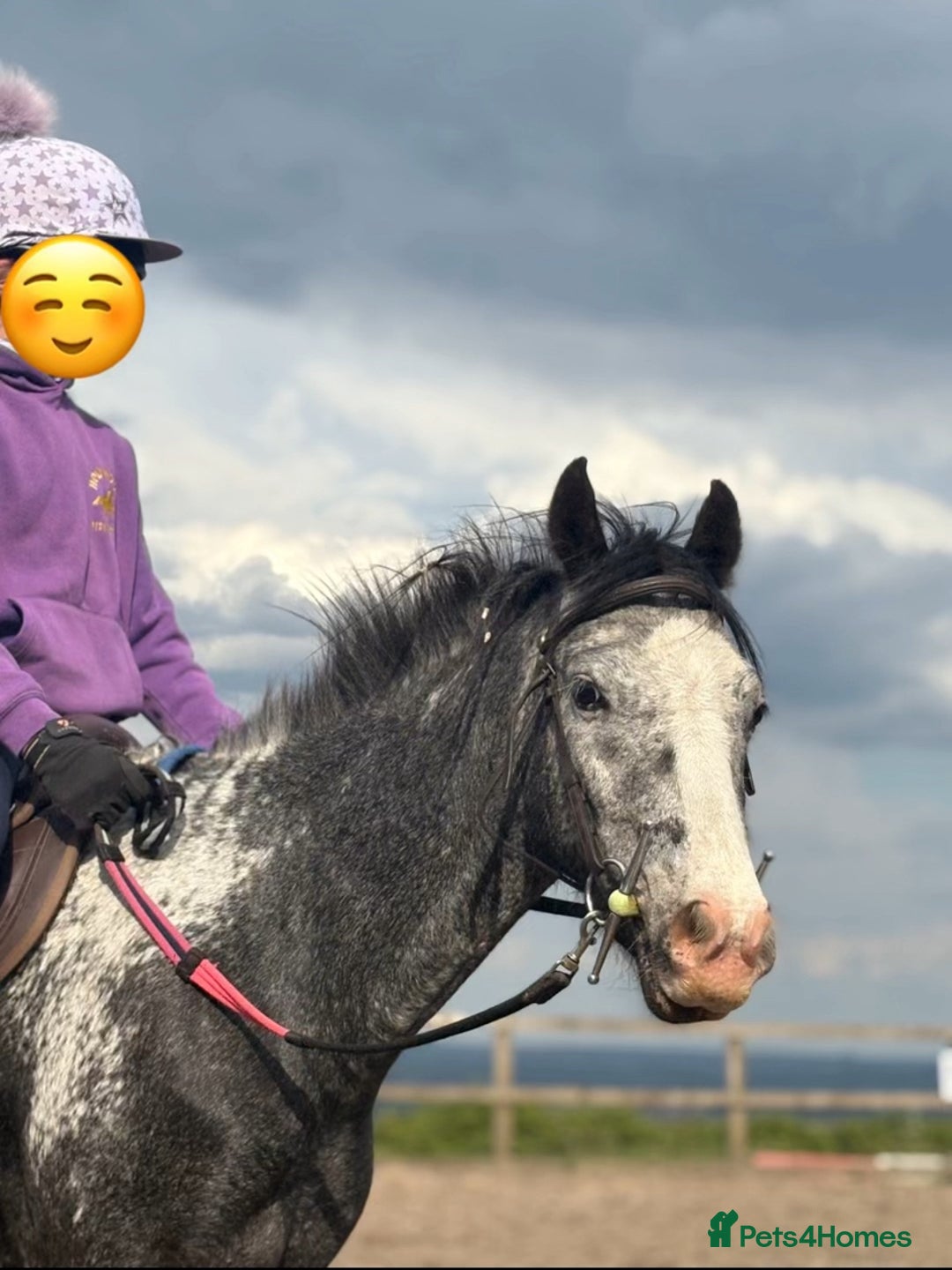Riding pony horses for sale: Lula - 4yrs 12.2hh (still bum high) in Chesterfield - Image 6