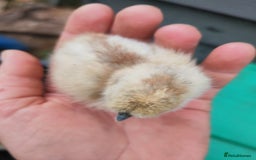 Chickens poultry for sale: USA silkie, jumbo coturnix, celadon quails - Image 31