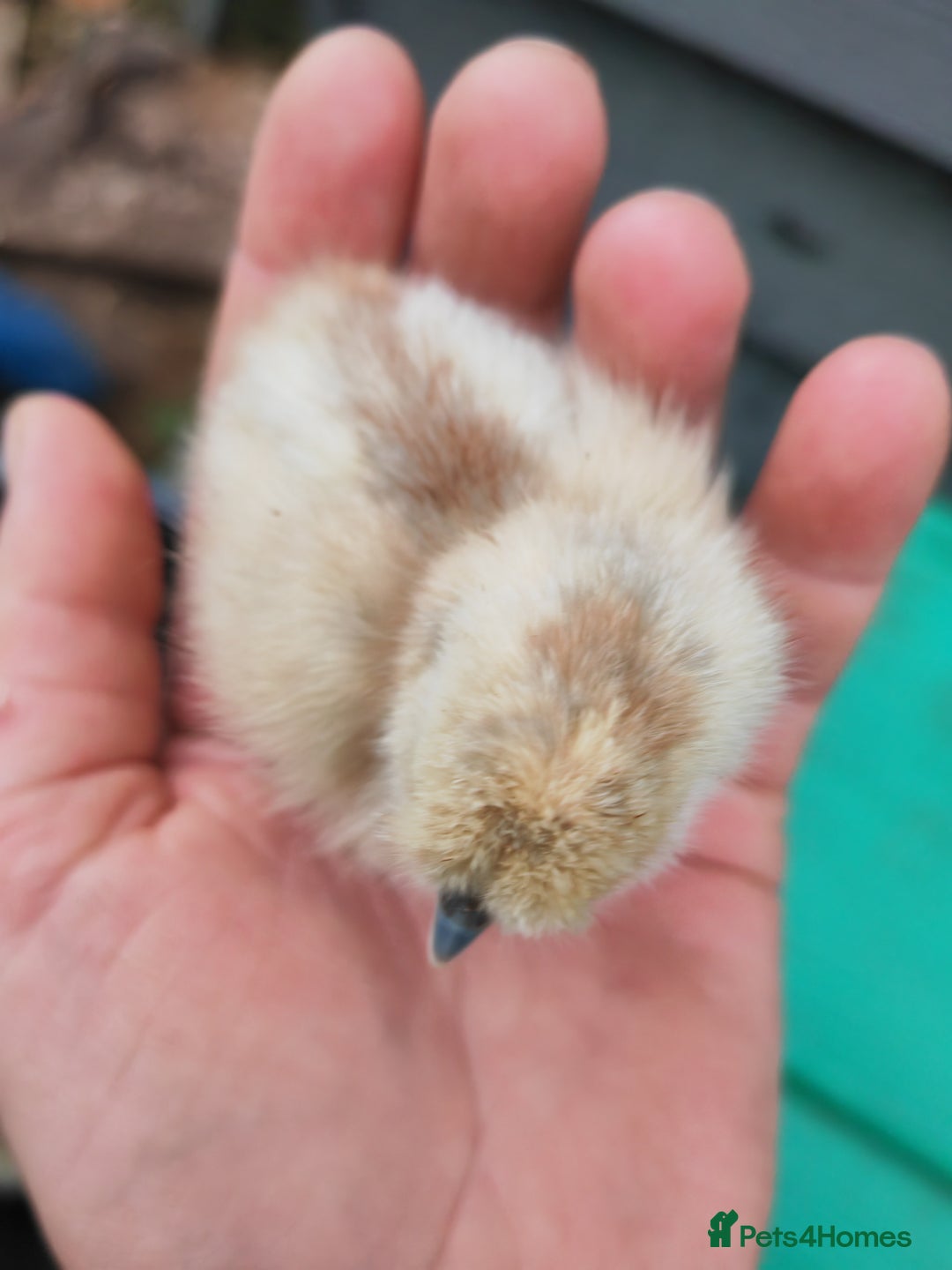 Chickens poultry for sale: USA silkie, jumbo coturnix, celadon quails - Image 31