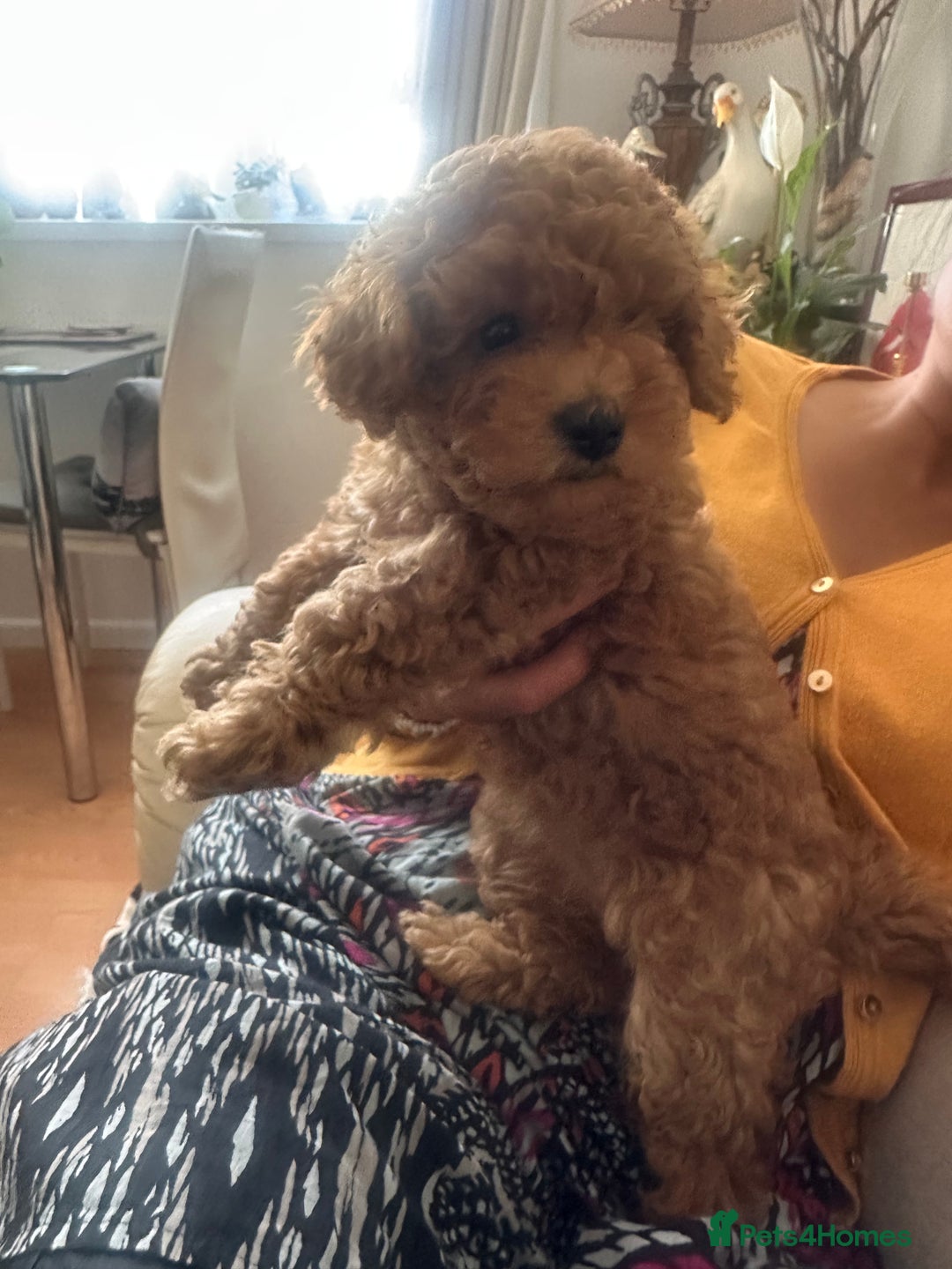 Toy Poodle dogs for sale: Toy poodles - Image 5