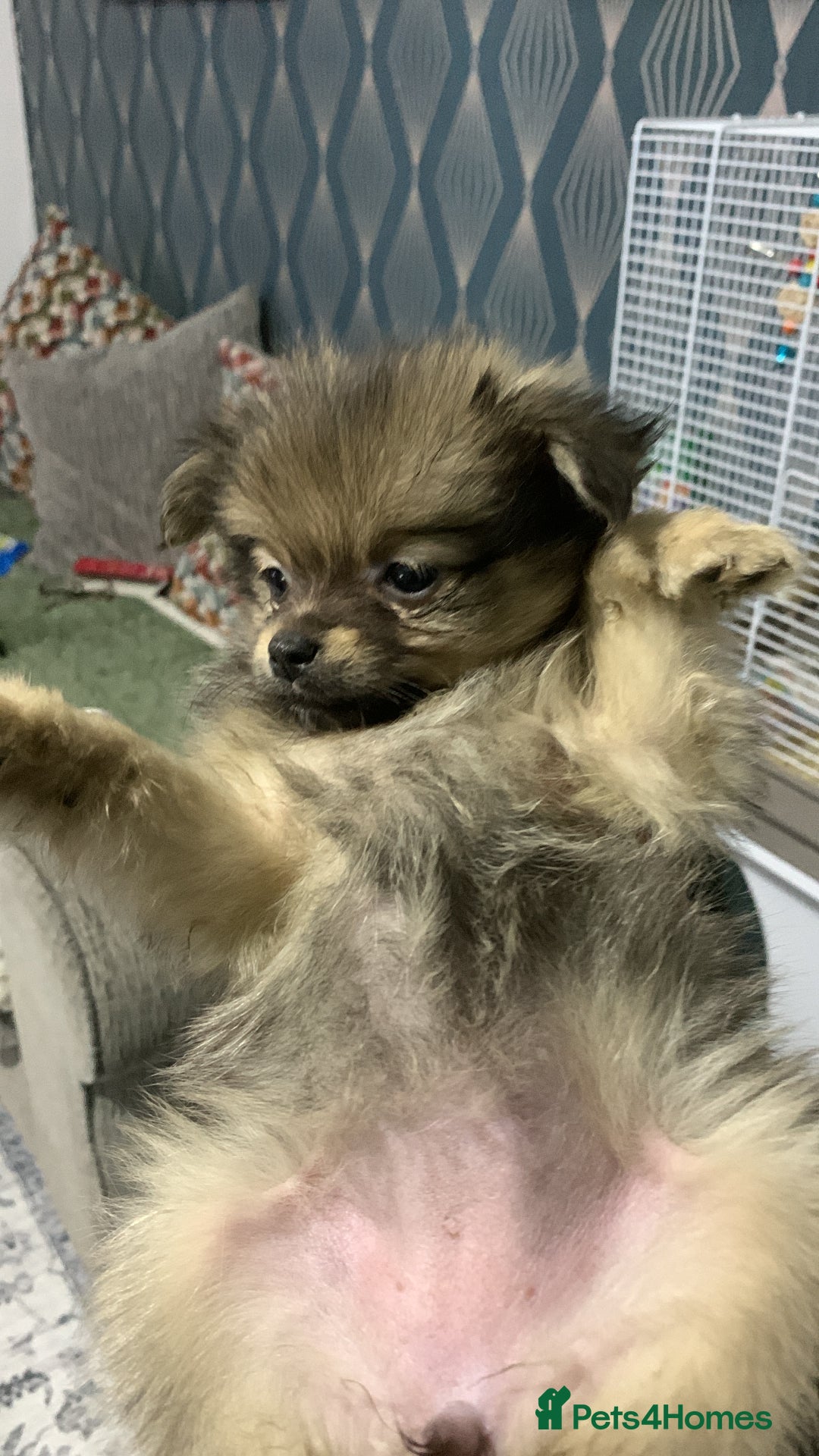 Pomchi dogs for sale: Pomchi girl - Advert 3