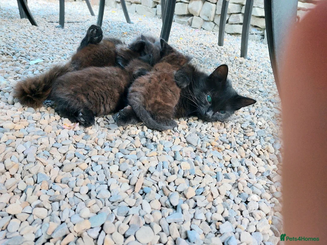 Mixed Breed cats for sale: Beautiful Blue-Eyed Kittens - Advert 2
