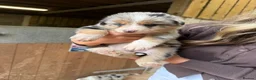 Mixed Breed dogs for sale: Collie puppies  - Advert 19