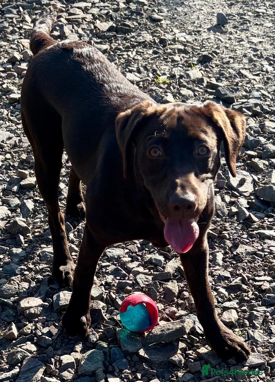 Labrador Retriever dogs for sale: Beautiful litter in Innerleithen - Advert 1