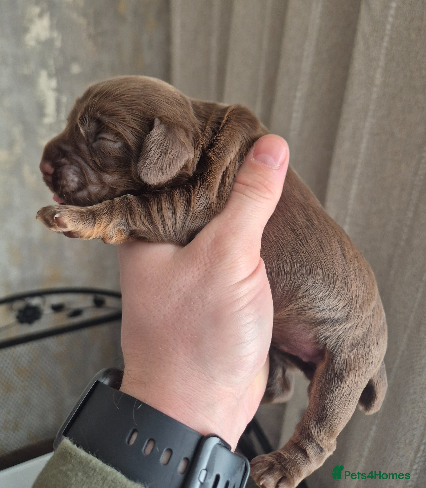 Cocker Spaniel dogs Champion bloodline cocker spaniels  - Advert 2