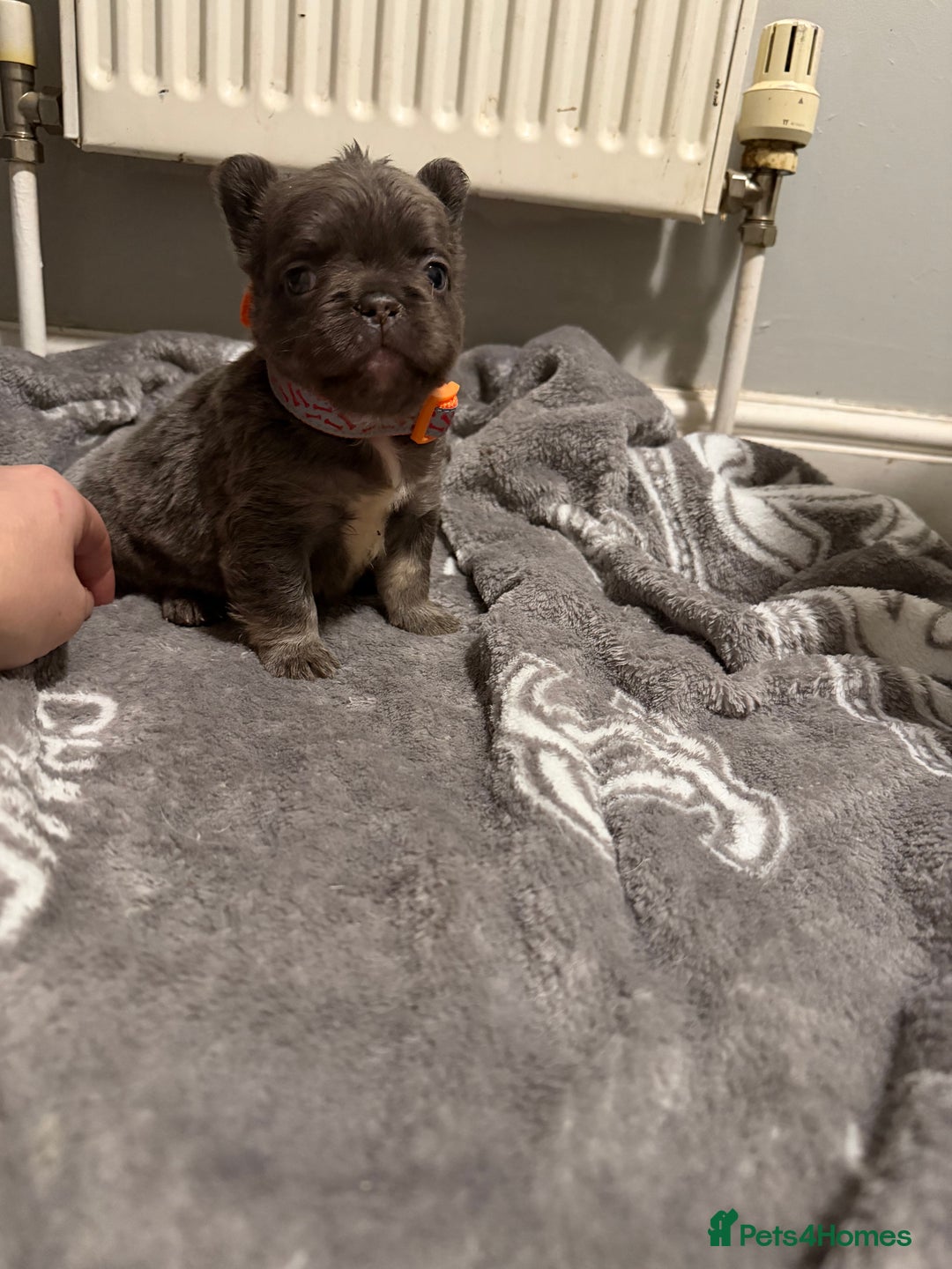 French Bulldog dogs for sale: French bulldog - Advert 37