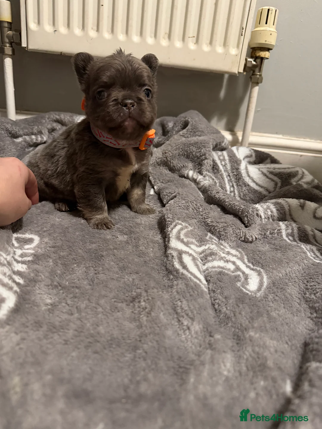 French Bulldog dogs for sale: French bulldogs  - Advert 34