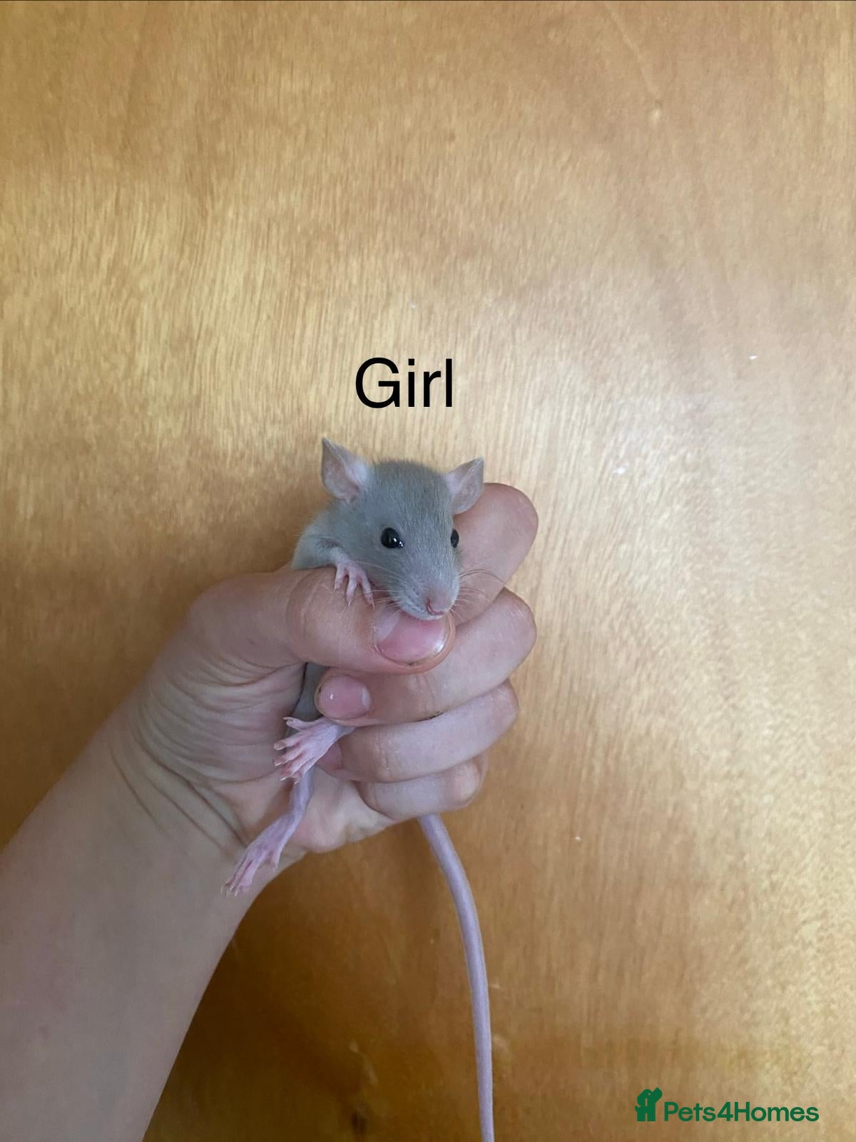 Rat rodents for sale: Mixed sexed baby rats in Chelmsford - Advert 10