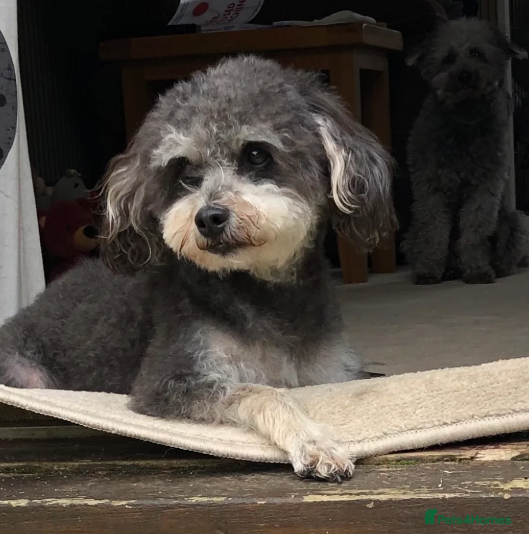 Jackapoo dogs for sale: F1b Miniature Poodle × Jackapoo (¾ Poodle) Puppies - Advert 2