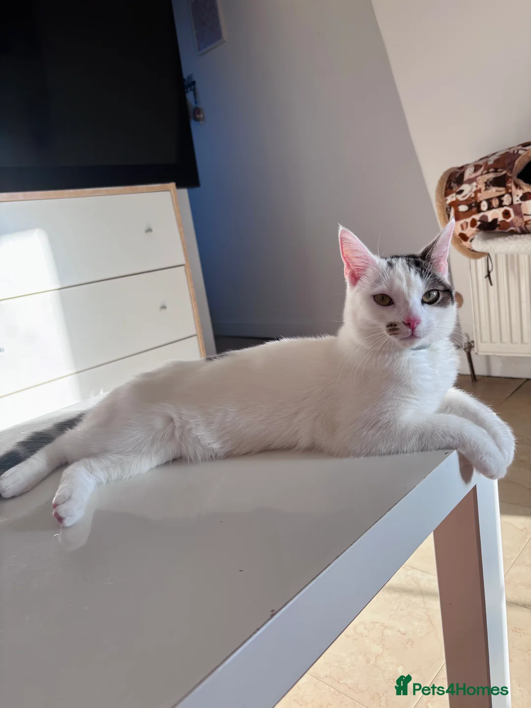 British Shorthair cats for sale: Penny - Advert 6