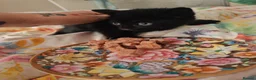 Mixed Breed cats for sale: 4 kittens  - Advert 9