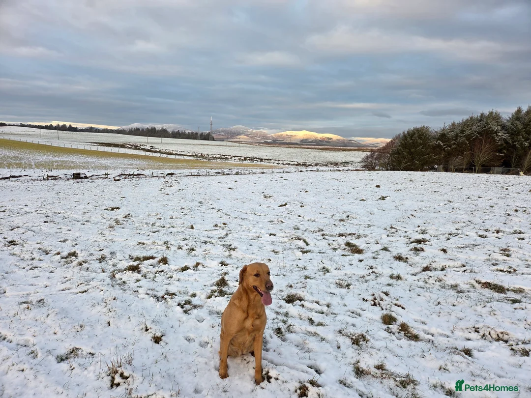 Labrador Retriever dogs for sale: 6 year old working bitch in Penicuik - Advert 2