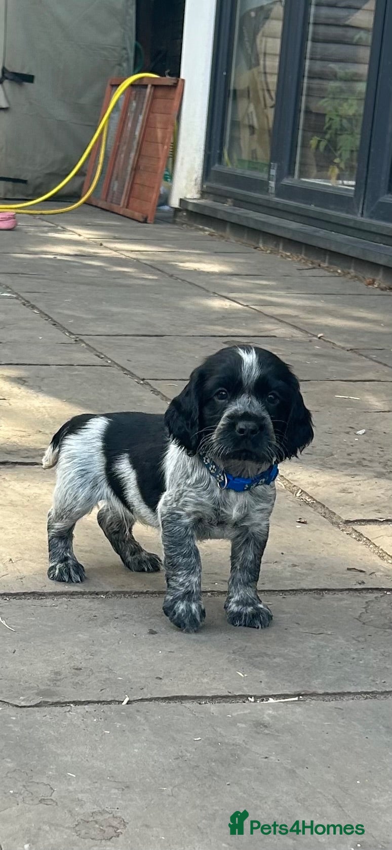 Sprocker dogs Working sprockers - Advert 1