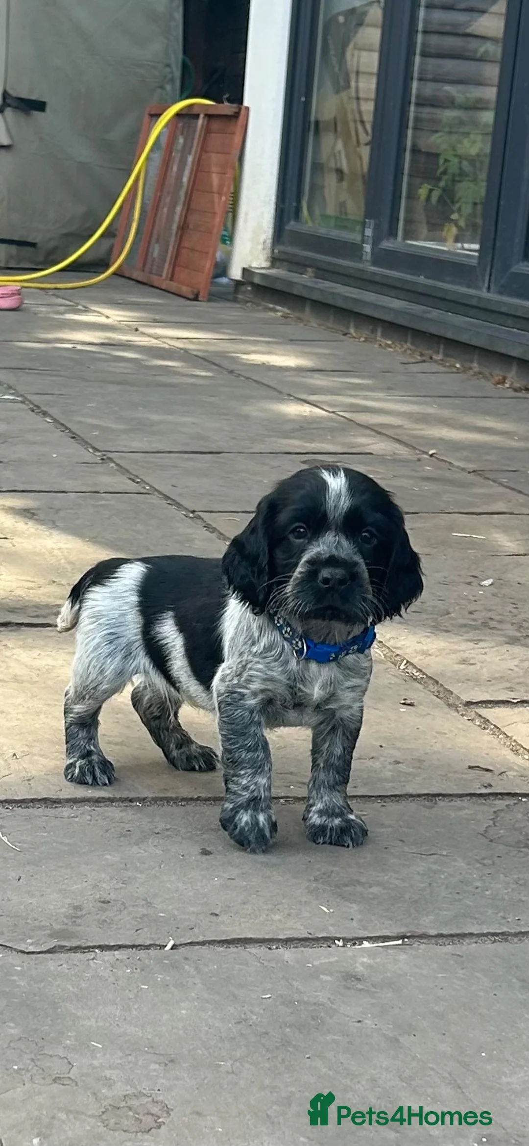 Sprocker dogs for sale: Working sprockers - Advert 1