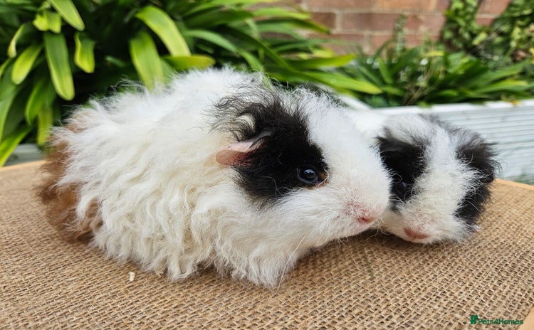 Guinea Pig rodents - Advert 3