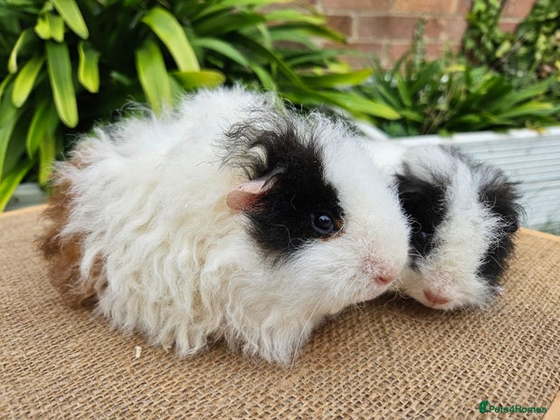 Guinea Pig rodents - Advert 16