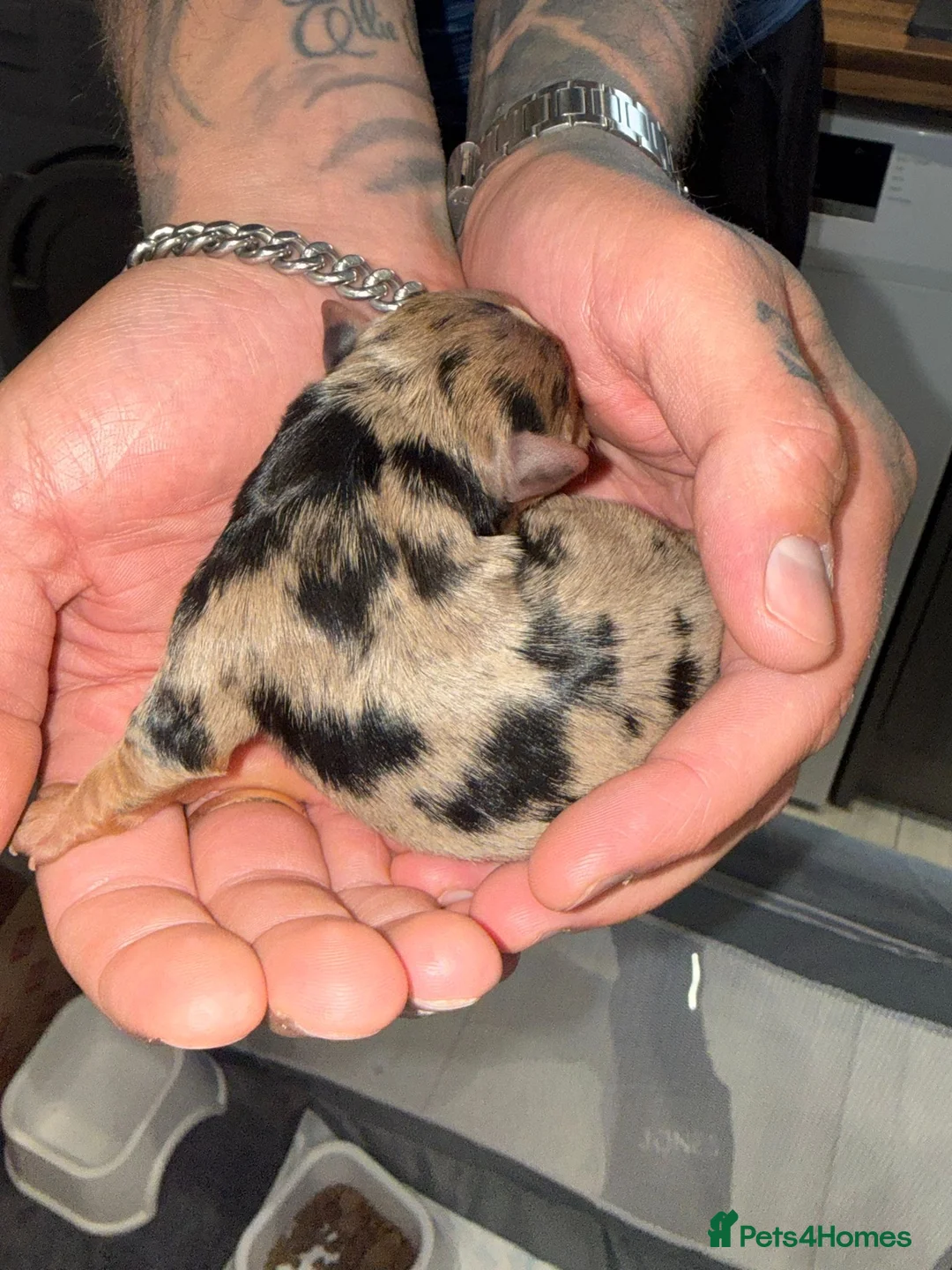 Yorkshire Terrier dogs for sale: Beautiful Merle Yorkshire terrier puppies  in Stoke-on-Trent - Advert 2