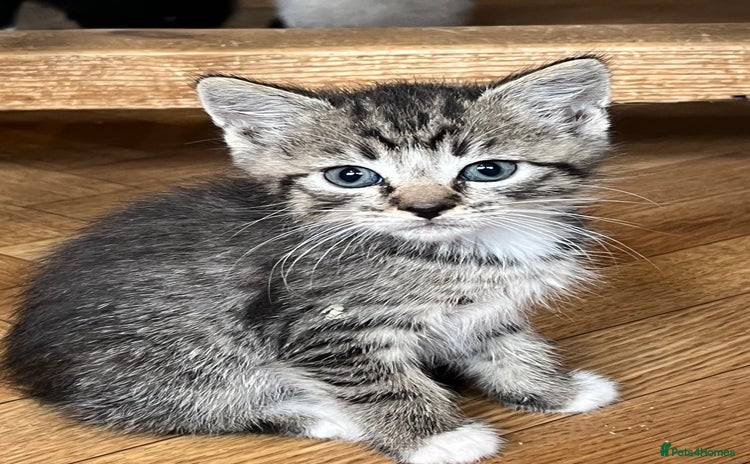 Mixed Breed cats - Advert 4