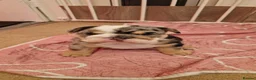 English Bulldog dogs for stud: Merle English Bulldog TRIPLE TRI PROVEN - Advert 4