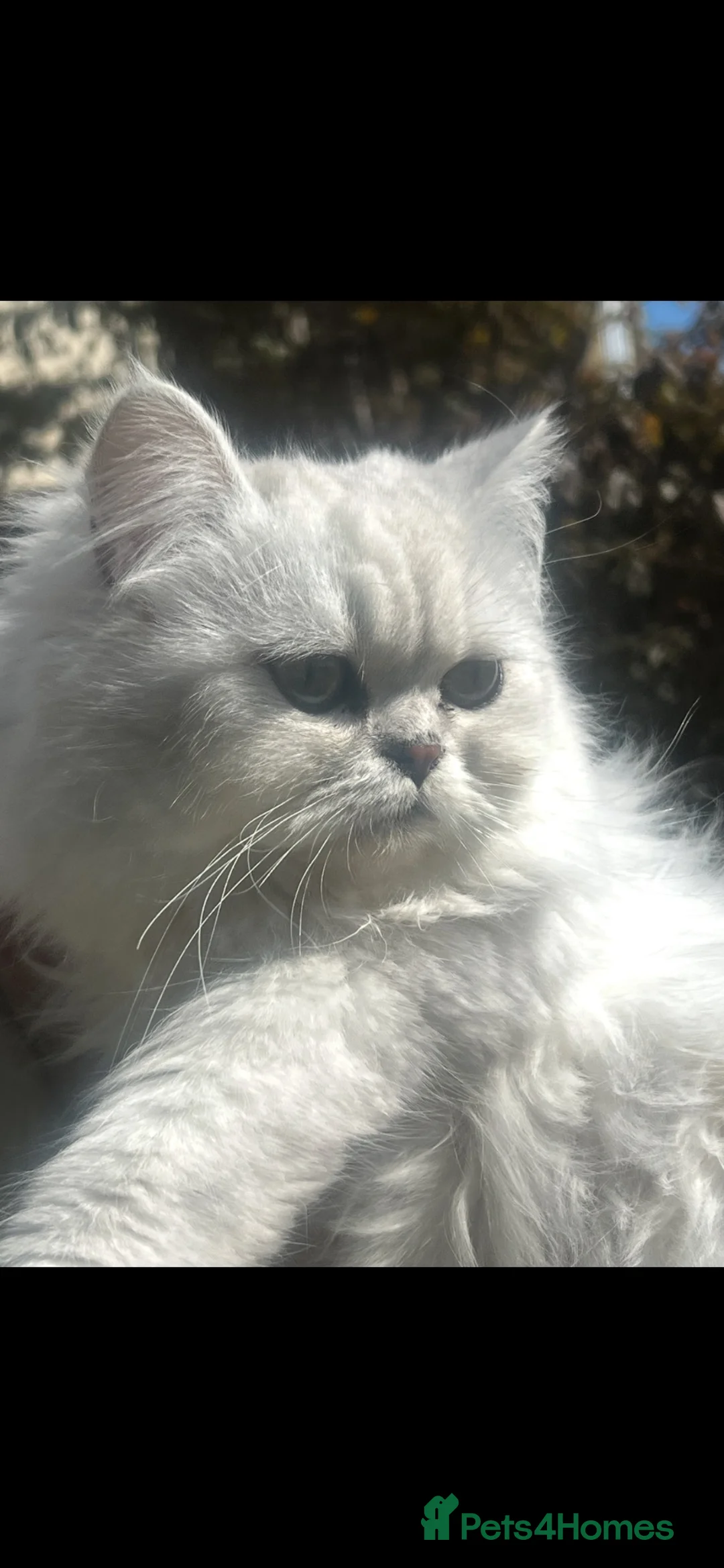 Persian cats for sale: Full pedigree silver shaded Persian kittens  - Advert 2