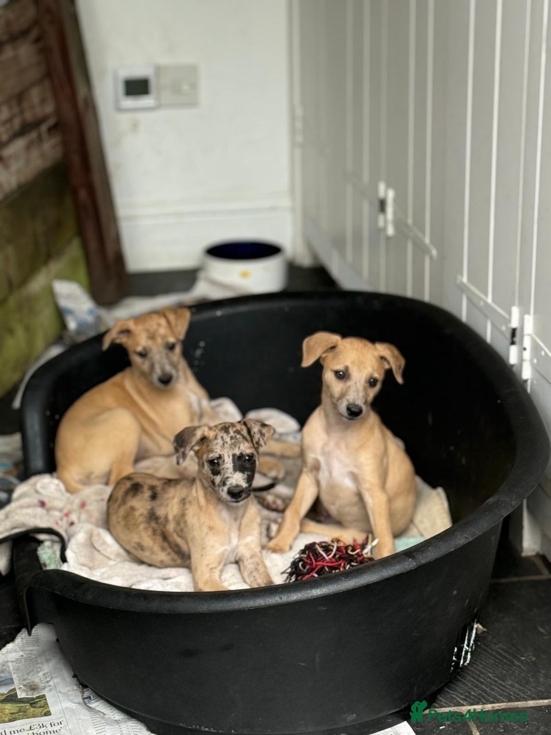 Whippet dogs for sale: 99% whippets (Merle) - Image 1
