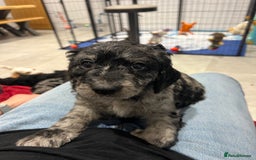 Mixed Breed dogs for sale: ✨ 2 Labradoodle x Australian Labradoodle Puppies  - Image 20