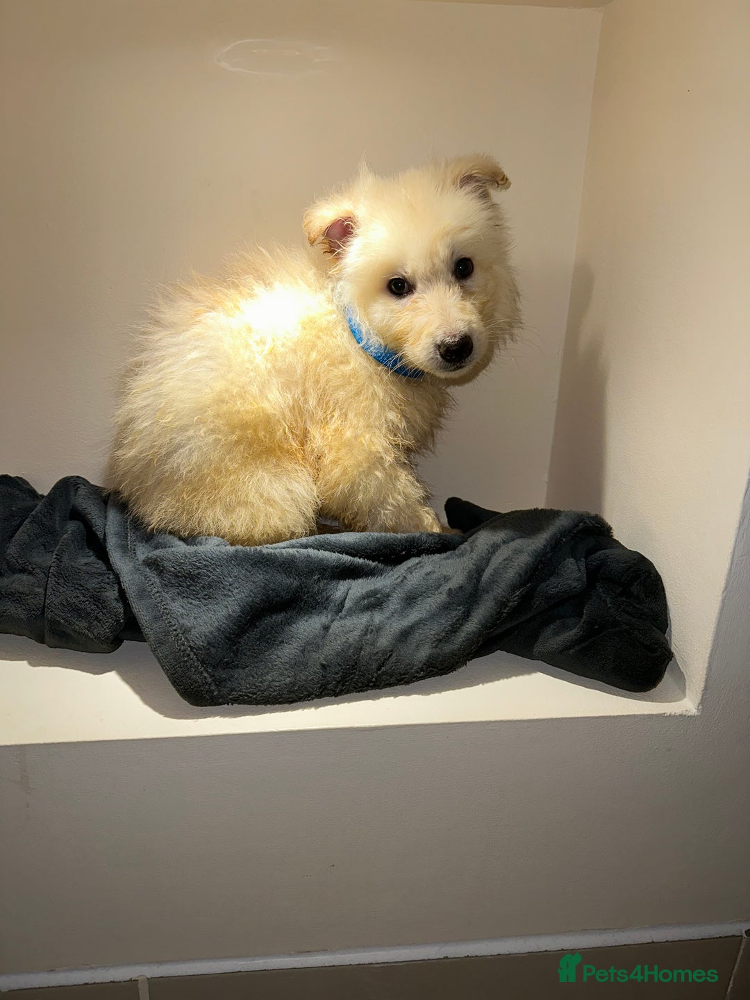 German Shepherd dogs for sale: Stunning white and black long coat German Shepards - Advert 5