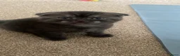 British Shorthair cats for sale: A male BSH/FOLD kitten left  - Advert 4