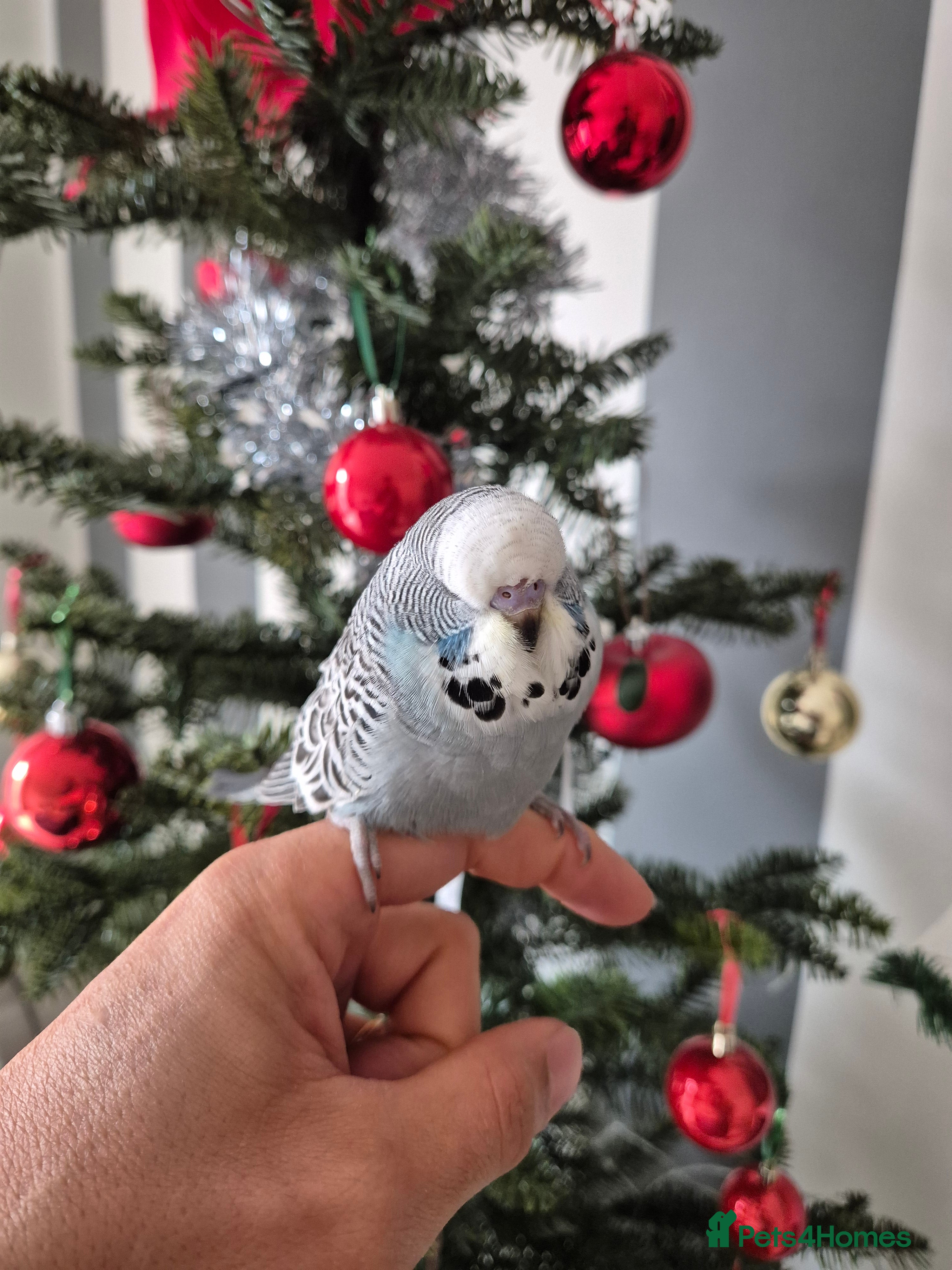 Budgerigars birds Auction Baby boy tamed - Advert 21