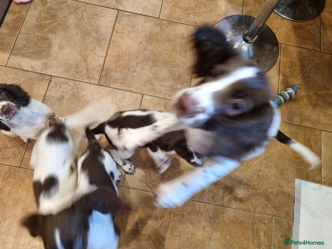 English Springer Spaniel dogs for sale: English springer spaniel puppies  - Image 31