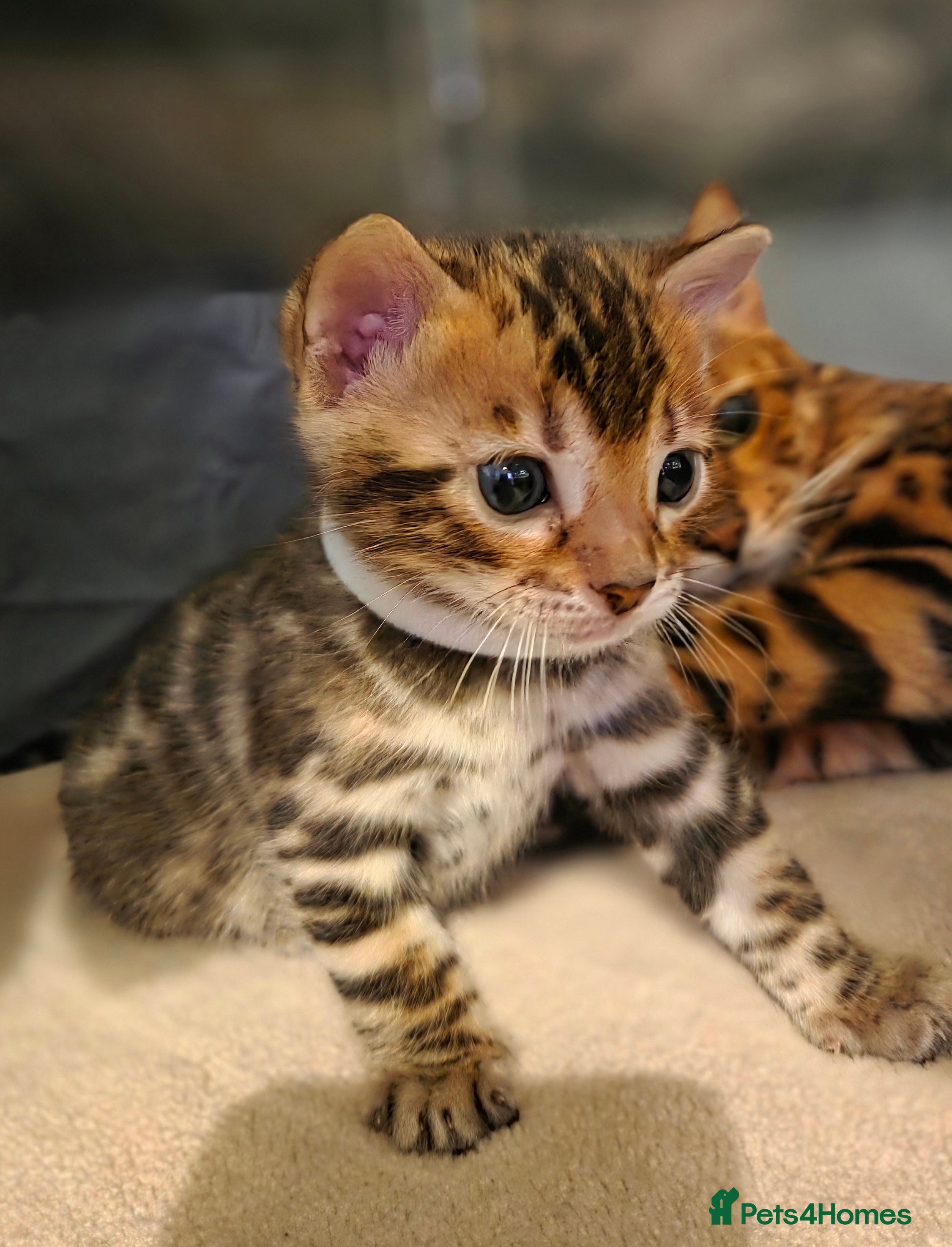Bengal cats Georges Tica registered Bengal kittens  - Advert 2