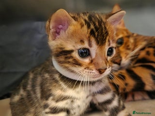 Bengal cats Georges Tica registered Bengal kittens - Advert 2