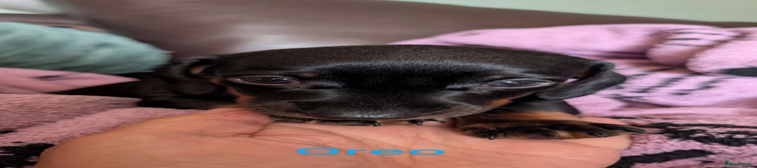 Dachshund Puppy 1