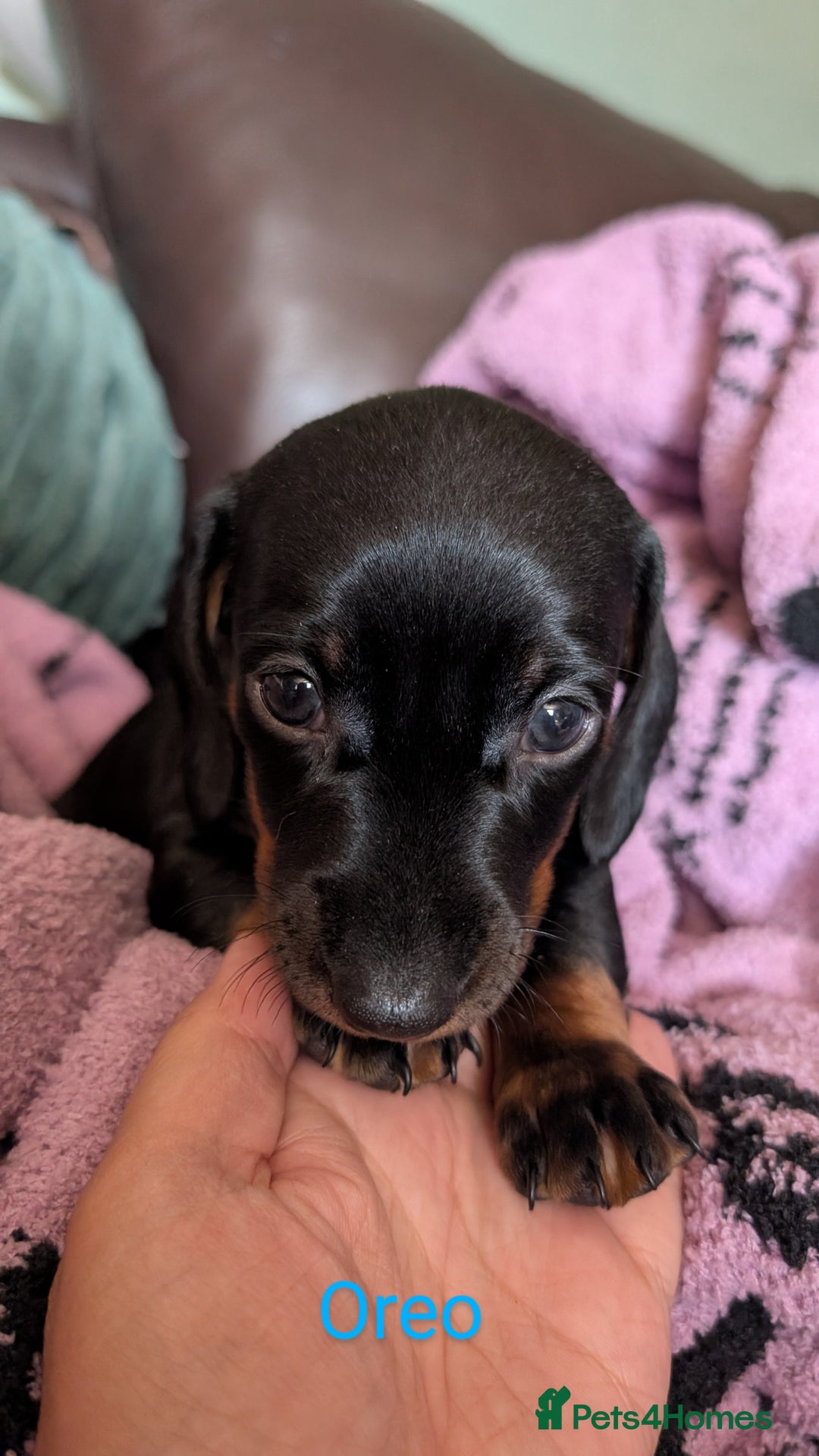 Dachshund dogs for sale: Daschund puppies. - Image 5