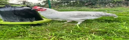 Chickens poultry for sale: French silver lavender marans - Advert 4