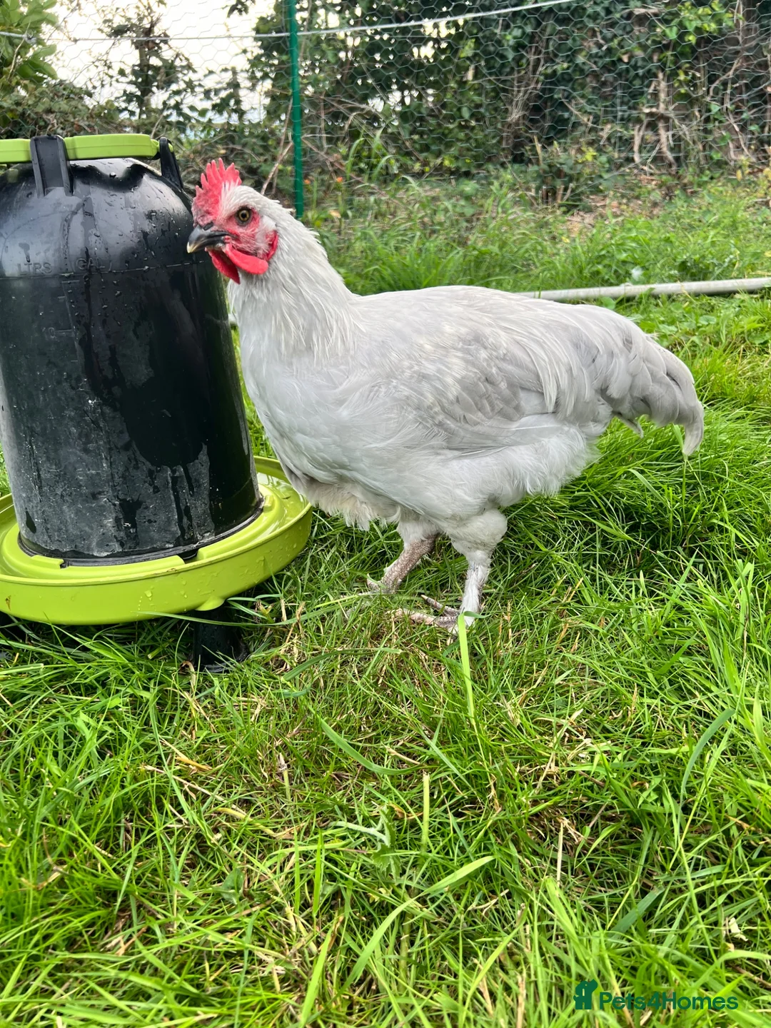 Chickens poultry for sale: French silver lavender marans - Advert 4