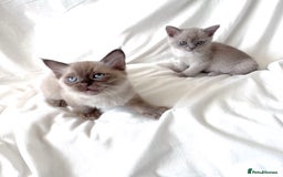 Burmese cats for sale: Stunning Show Quality Kittens - Image 6