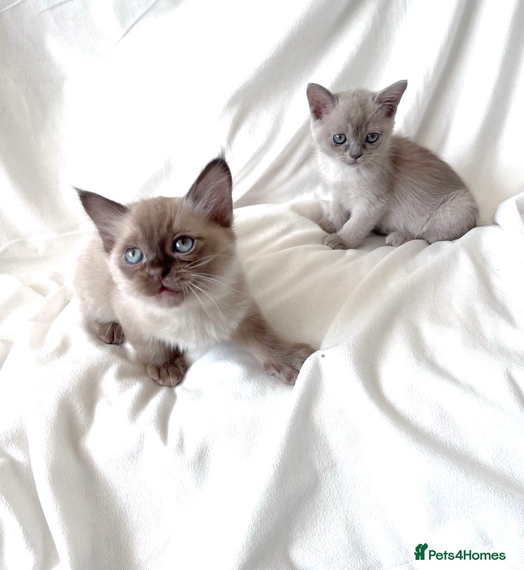 Burmese cats for sale: Stunning Show Quality Kittens - Image 6