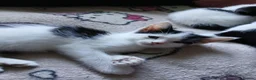 Mixed Breed cats for sale: Beautiful adorable little kitten - Advert 4
