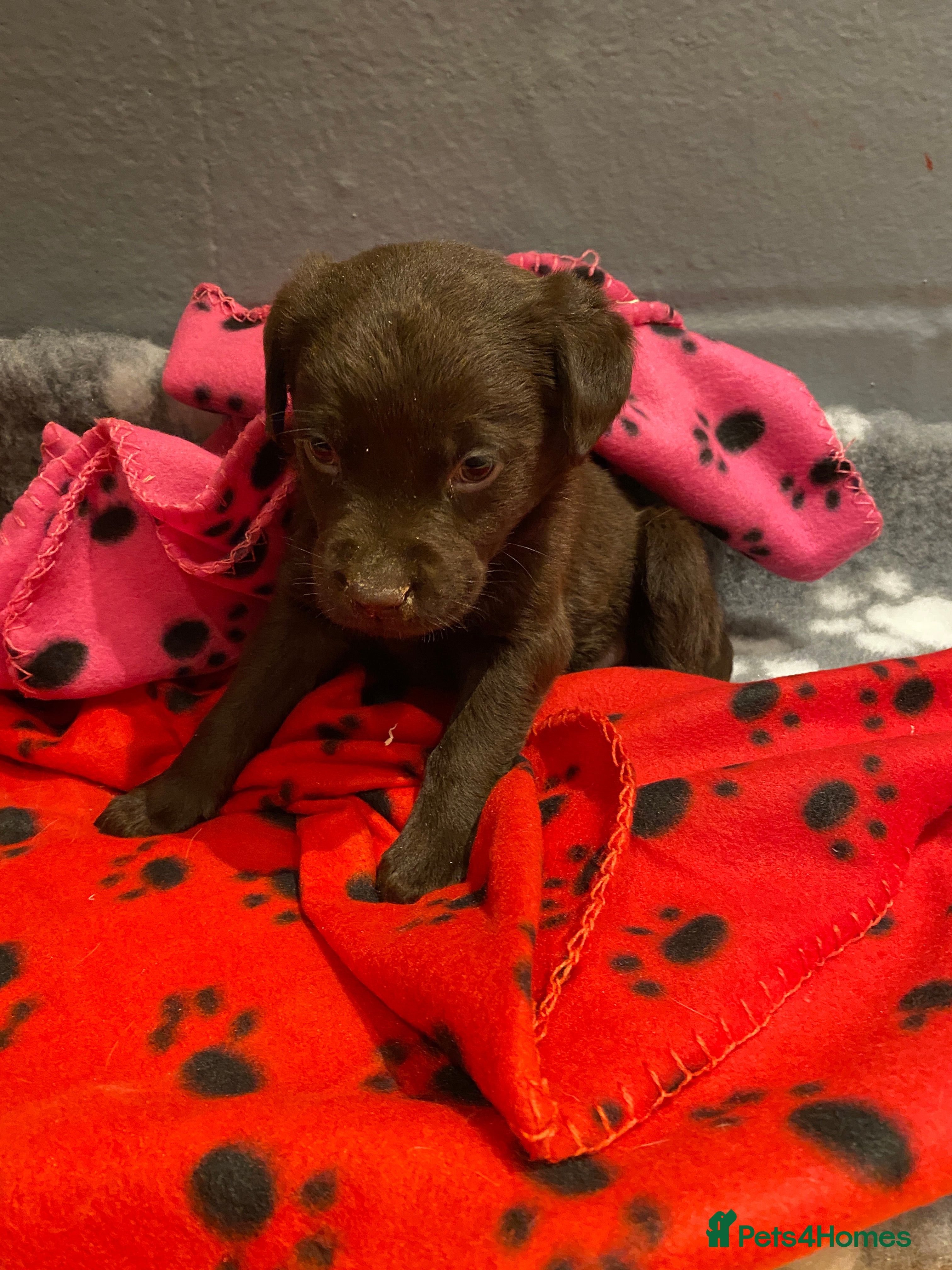 Labrador Retriever dogs ONE KC Registered Choc Labrador boy - Advert 17