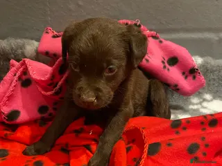 Labrador Retriever dogs ONE KC Registered Choc Labrador boy - Advert 17