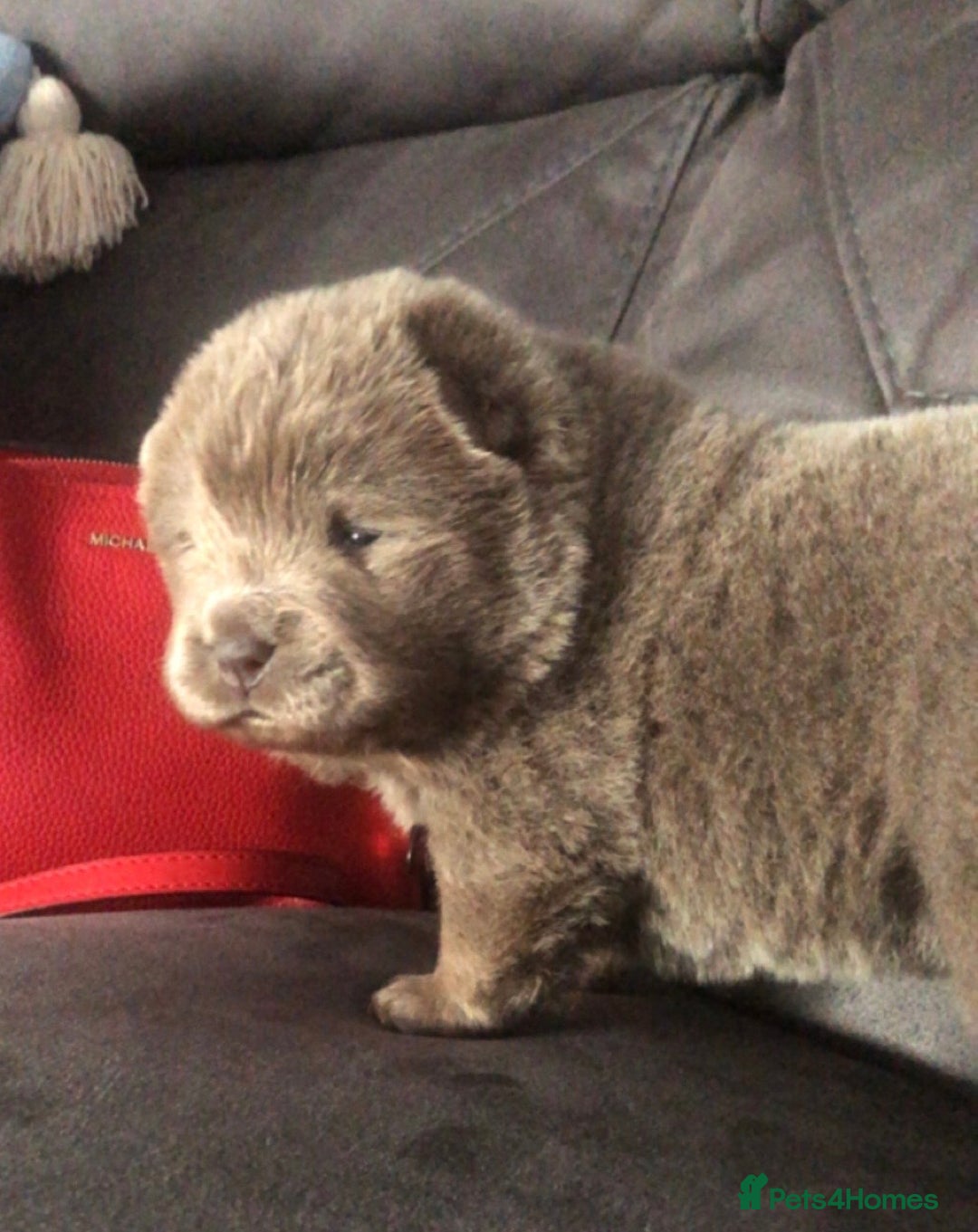 Chow Chow dogs for sale: Stunning chow chow puppies - Advert 3