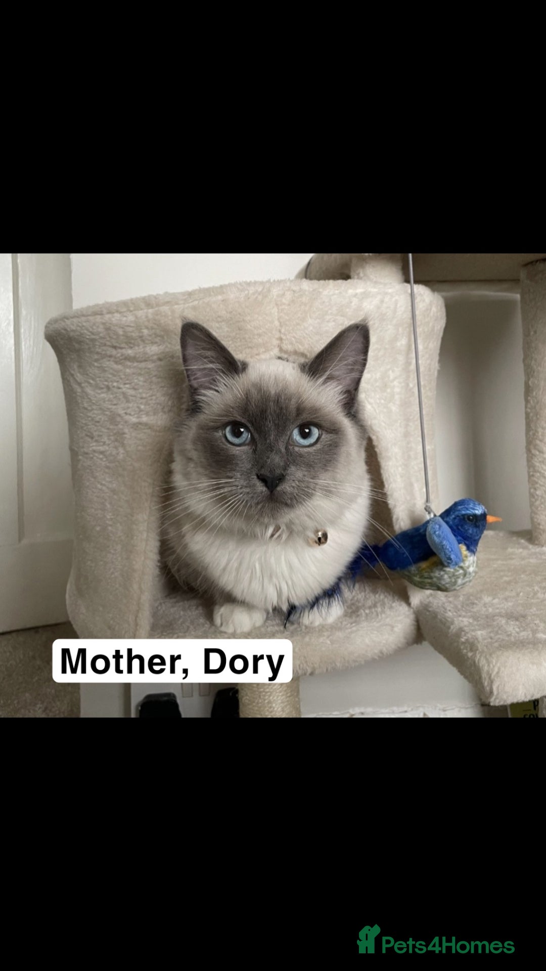 Ragdoll cats for sale: Two GCCF ragdoll boys ♂️♂️😺😺 - Advert 9