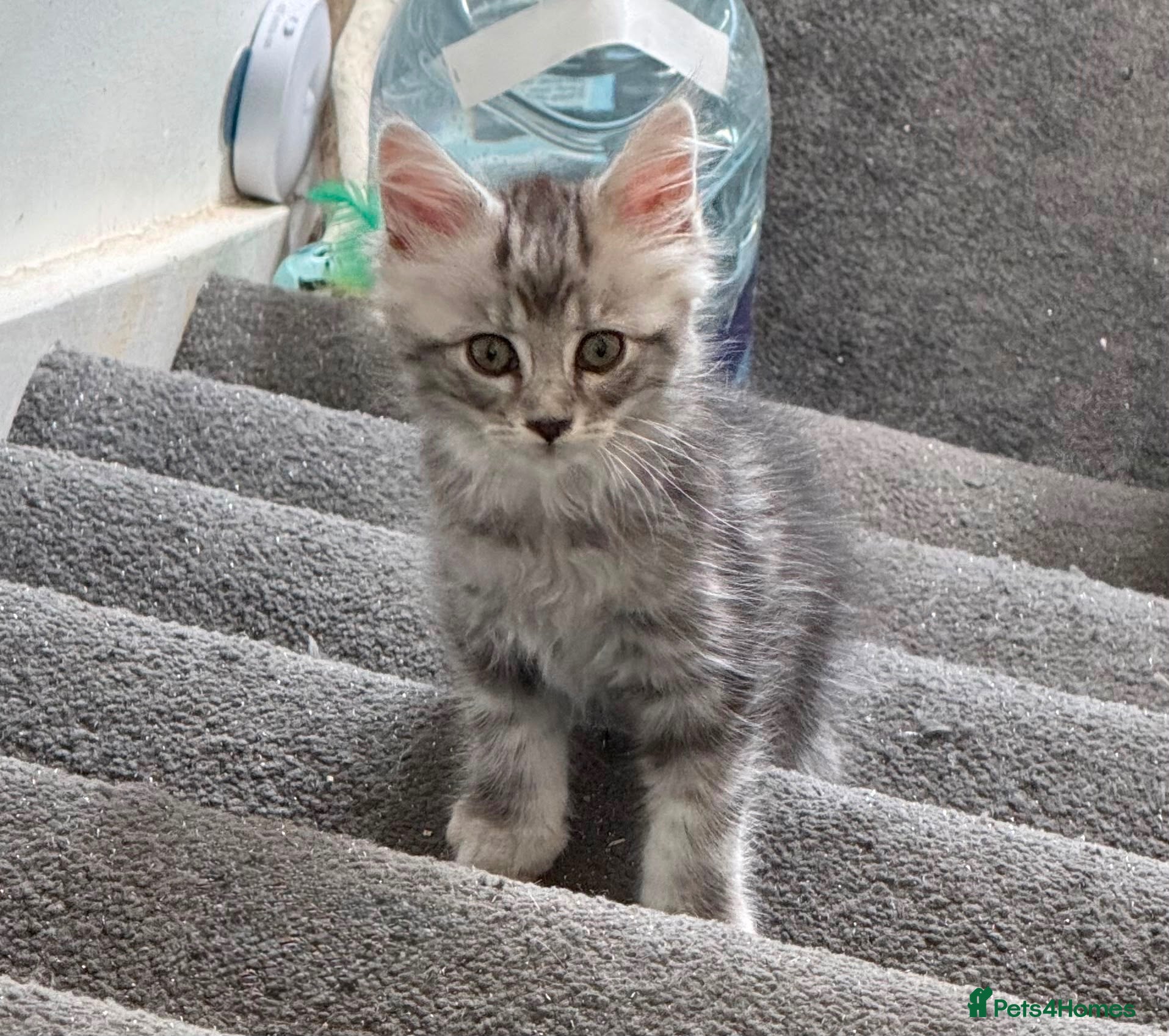 Maine Coon cats Maine Coon Kittens | Ready to go! - Advert 2