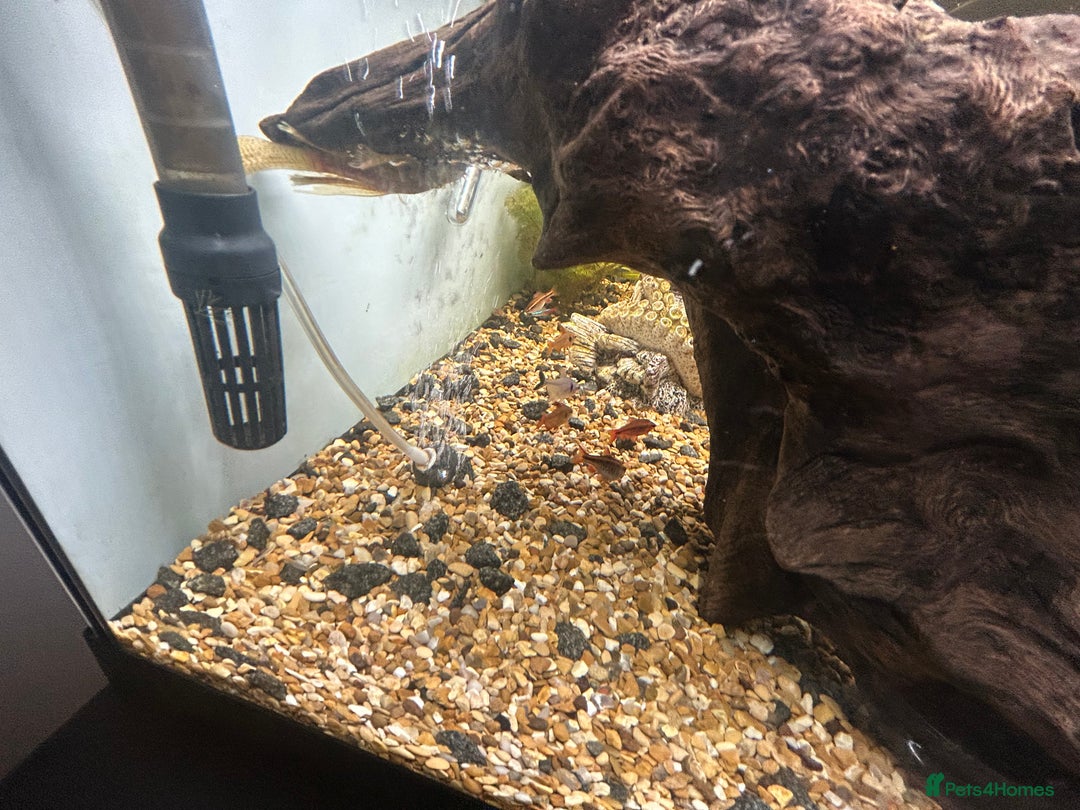 Other/Mixed Breed fish for sale: Fish tank and fish for sale - Advert 17