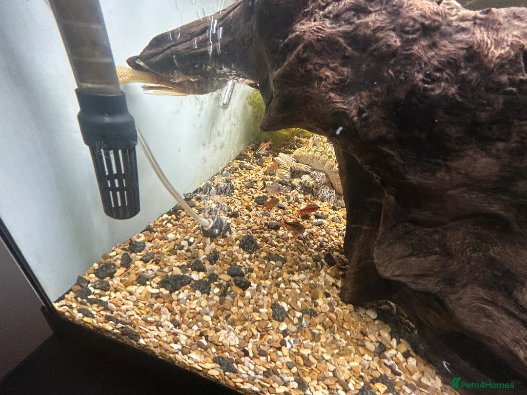 Other/Mixed Breed fish for sale: Fish tank and fish for sale - Advert 17