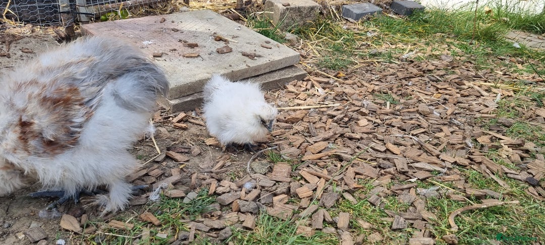 Chickens poultry for sale: Bearded Silkie (8-10 weeks) - Image 2