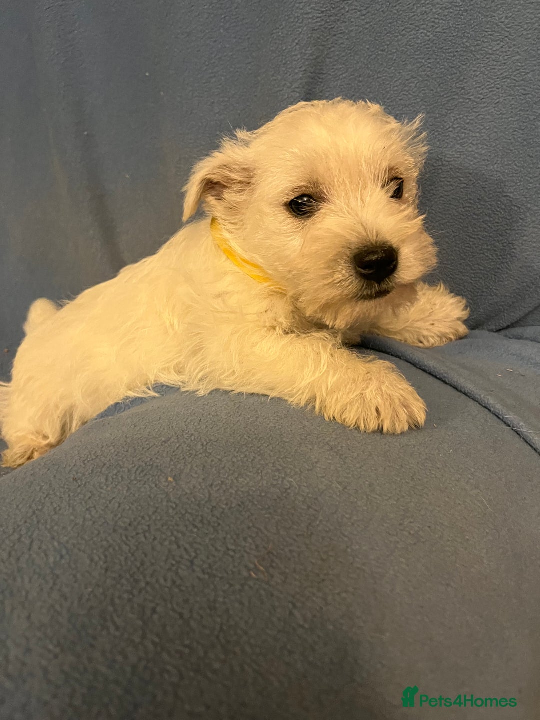 West Highland Terrier dogs for sale: Lovely litter of Westie Puppies - Advert 5