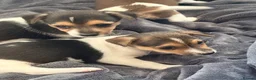 Jack Russell dogs for sale: Super Jack Russell puppies - Advert 13